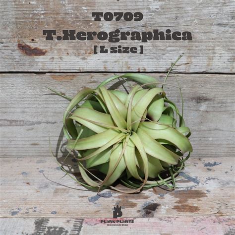 【送料無料】キセログラフィカ L〔エアプランツ〕現品発送T0709 | plane plants