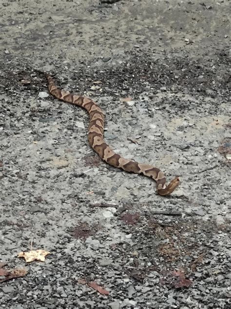 My first time seeing a copperhead in the wild, was quite awesome to see ...