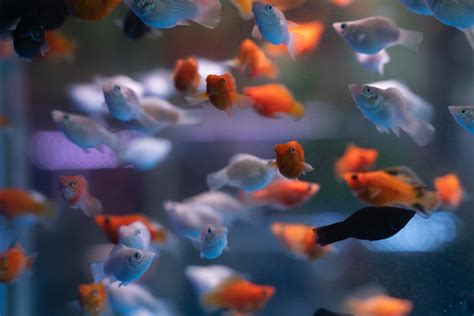 Image result for Fish Breeding