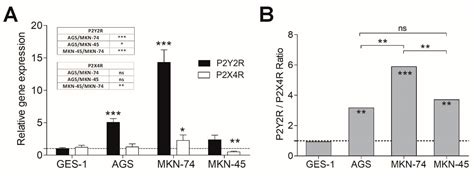 Purinergic P2Y2 and P2X4 Receptors Are Involved in the Epithelial ...
