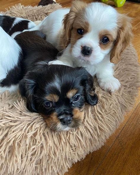 Cavalier King charles spaniel for rehoming