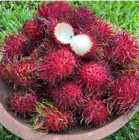 Malwana Rambutan Live Plants (Red) – veliyathgardens