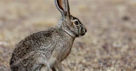 Wild file: Black-tailed jack rabbit