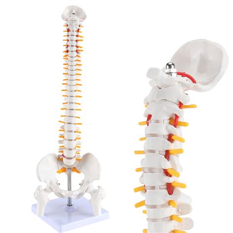 Buy Miniature Spine Anatomy Model, 15.5" Mini Vertebral Column Model ...