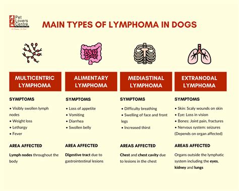 How Common Is Lymphoma In Puppies at Lucas Loche blog