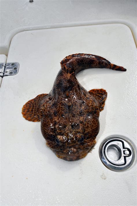 Oyster Cracker Fish Recipe at Frank Hansen blog