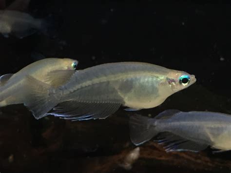 Java Rice Fish 的图像结果