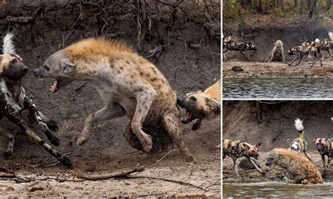 Are Hyena Dogs