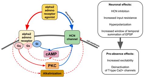 Alpha2-Adrenergic Receptors as a Pharmacological Target for Spike-Wave ...