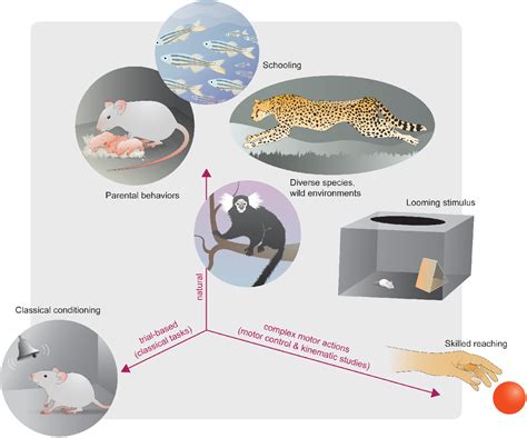 Deep Learning Model Animal Behvaior 的图像结果