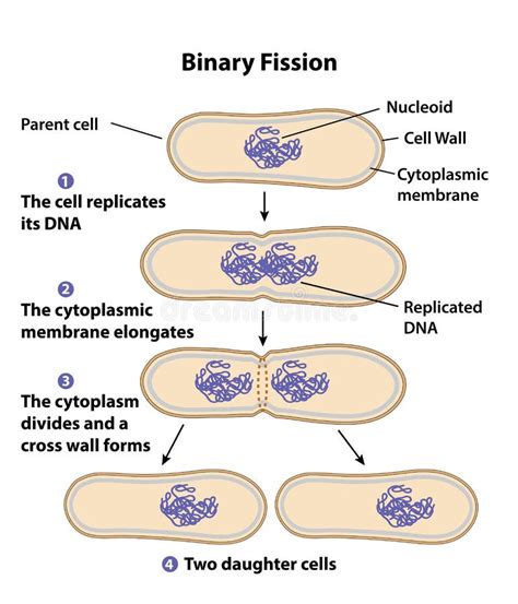 Binary Fission Diagram