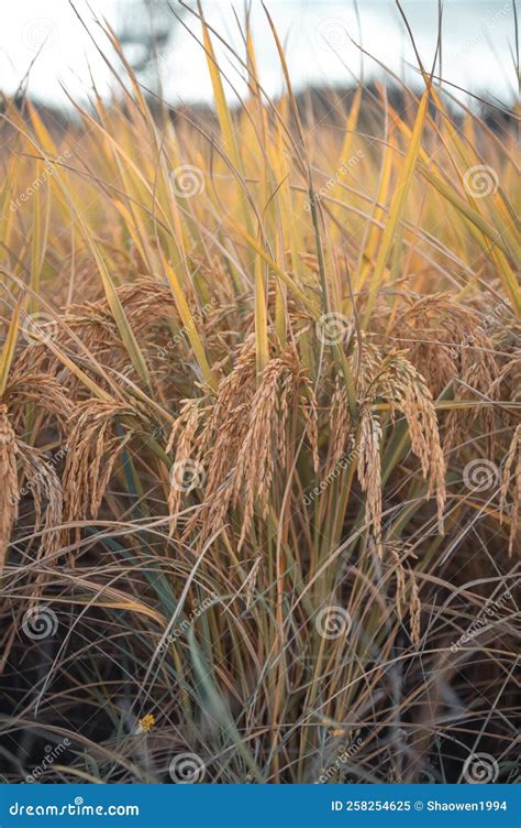 Garden Mature rice stock image. Image of earth, grainchina - 258254625