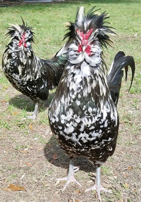 Mottled Houdan Chickens - Chicks for Sale | Cackle Hatchery®
