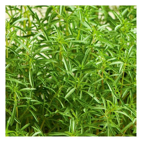 Summer Savory Packet 5g Seeds (Satureja hortensis)