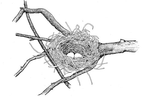 How to Draw a Birds Nest in a Tree - Vazquez Mourrought