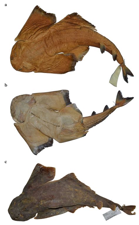 Revision of the Western Indian Ocean Angel Sharks, Genus Squatina ...
