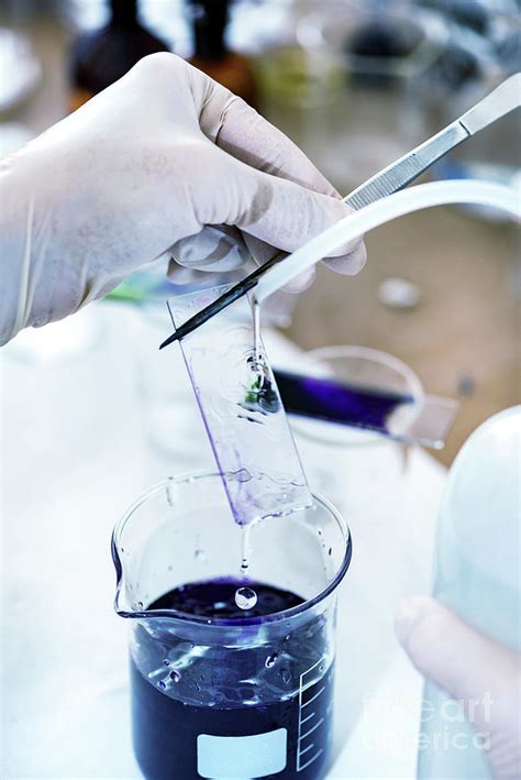 Image result for Microscope Staining