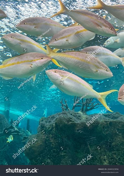 Image result for High Fin Snapper