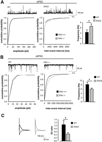 Unbalance between Excitation and Inhibition in Phenylketonuria, a ...