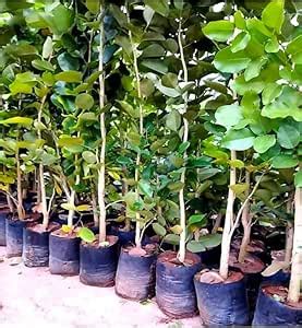 Red sandalwood tree live plant pack of 1 sapling : Amazon.in: Garden ...