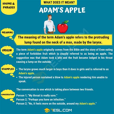 "Adam's Apple" Meaning, Origin and Examples • 7ESL
