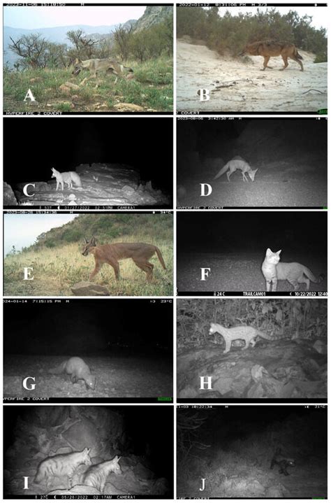 Diversity and Conservation of Carnivores in Saudi Arabia