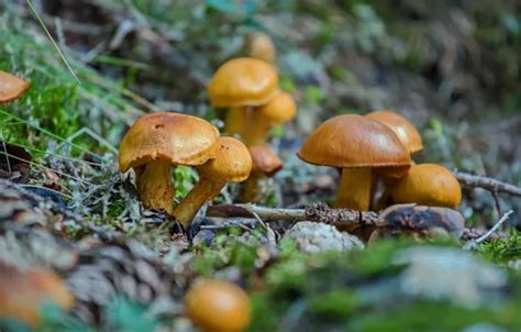 Wallpaper autumn, grass, nature, mushrooms, mushroom, family for mobile ...
