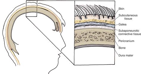Layers Of Scalp Anatomy FETAL SCALP TISSUE AND THE ANATOMY OF THE