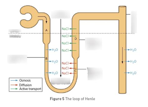 Loop of Henle Function 的图像结果