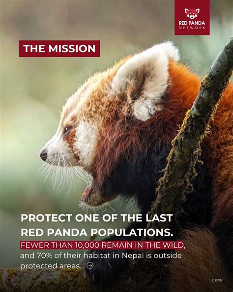 Red Panda Network | In a new article from @mongabay, Forest Guardians ...