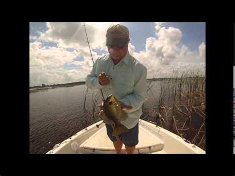 Image result for Shellcrackers On Bottom