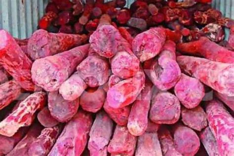 1 tonne red sanders seized from Katpadi farmhouse