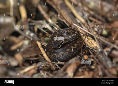 Image result for Snake Catching Adders
