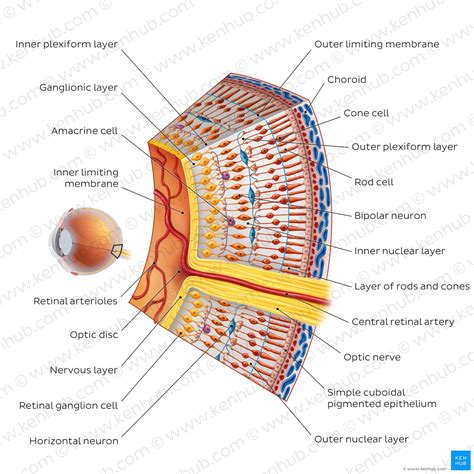 Photoreceptors: Rods and cones | Kenhub