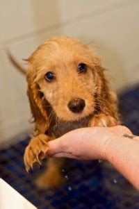 Image result for Cockapoo Puppy Bath