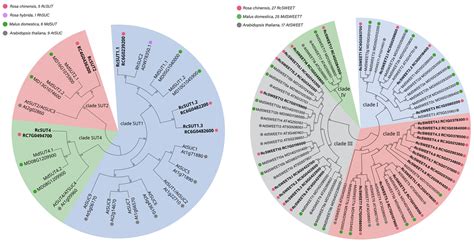 Sugar Transport and Signaling in Shoot Branching