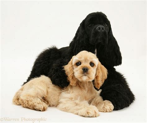 Black American Cocker Spaniel