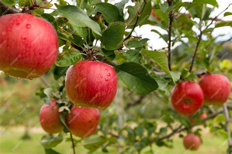 Image result for Small Apple Tree Farm