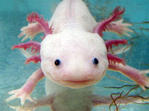 Image result for Fish in Turtle Python