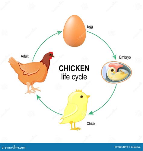 Life Cycle Of Chick