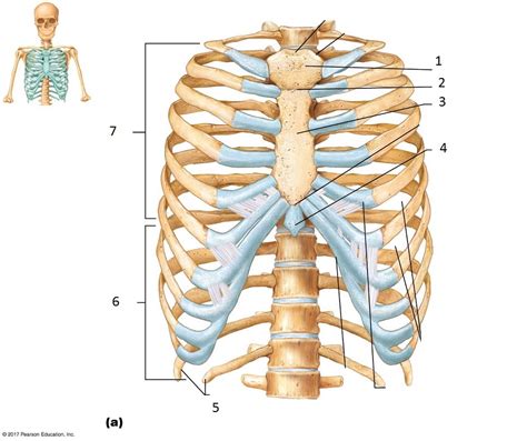 Thorax Function 的图像结果