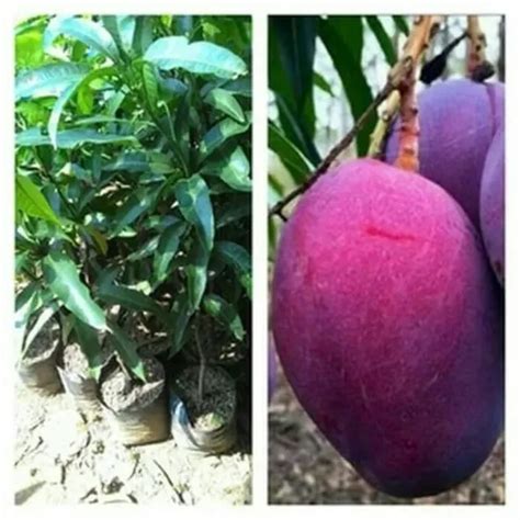 DREAM PLANT Hybrid Irwin Purple Mango Grafting Plant Price in India ...