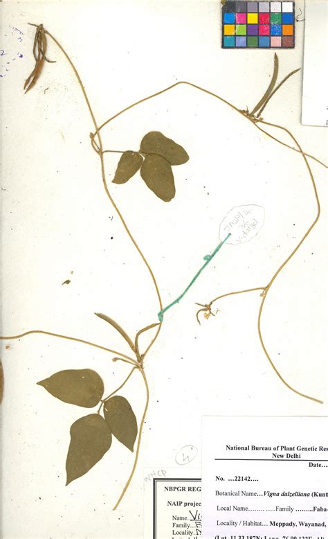 Image Viewer