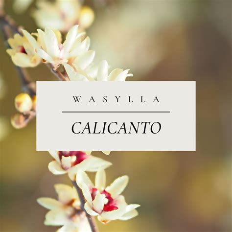 Calicanto - Halidon