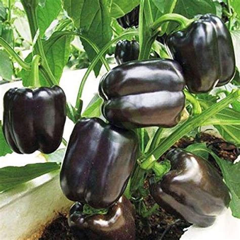 Capsicum Chocolate Wonder F1 Hybrid Seeds - High Yield, Rich Chocolate ...