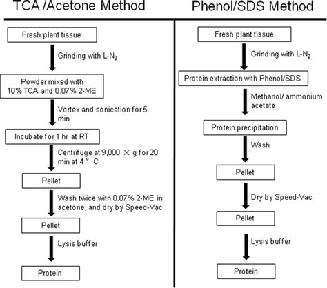Image result for Protein Extraction Protocol