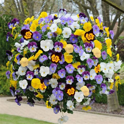 Trailing Pansy Cool Wave Mixed Plug Plants (Pack of 40): Amazon.co.uk ...