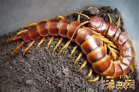 揭秘世界上最大的蜈蚣 史前蜈蚣有三米长，没有天敌 — 久久探索网