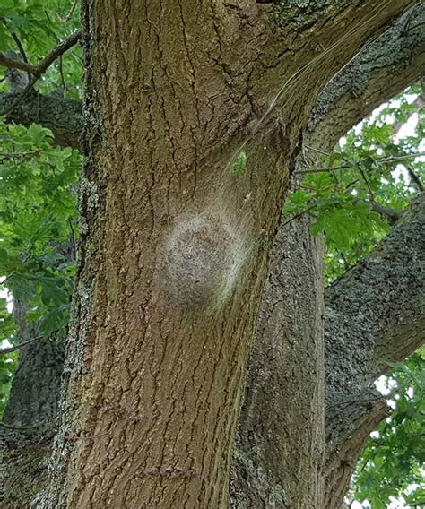 Image result for Moth Rash