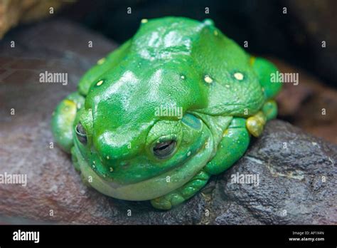 Image result for Poison Tree Frog